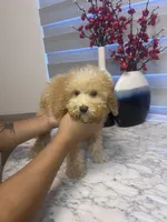 AKC-Millie, a female Poodle - Toy  for sale in Miami, FL – 6 of 10
