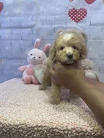 AKC-Millie, a female Poodle - Toy  for sale in Miami, FL – 4 of 7