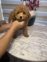 AKC-Mochi, a male Poodle - Toy  for sale in Miami, FL – 7 of 8