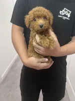 AKC-Milo, a male Poodle - Toy  for sale in Miami, FL – 4 of 7