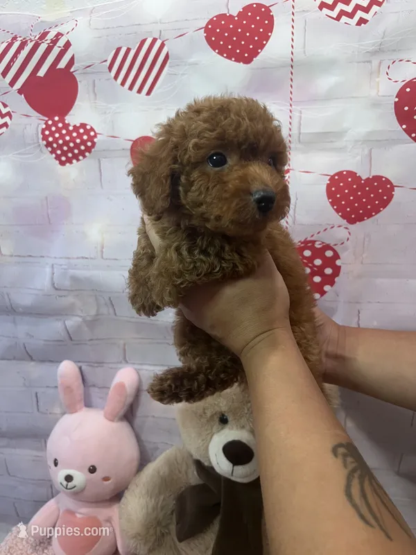 AKC-Milo – Poodle - Toy  puppy for sale in Miami, FL