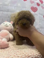 AKC-Latte, a male Poodle - Toy  for sale in Miami, FL – 5 of 10