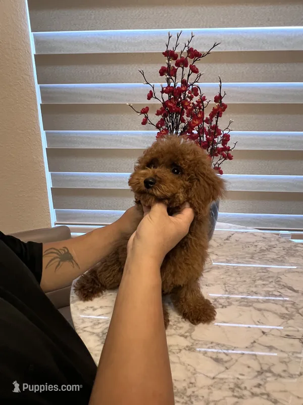 AKC-Latte – Poodle - Toy  puppy for sale in Miami, FL