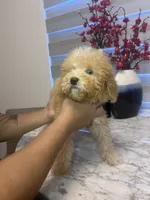AKC-Millie, a female Poodle - Toy  for sale in Miami, FL – 10 of 10