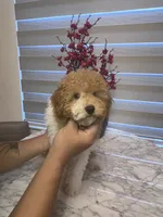 AKC-Marble, a male Poodle - Toy  for sale in Miami, FL – 2 of 10