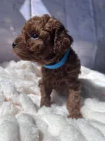 AKC-Zoey, a female Poodle - Toy  for sale in Miami, FL – 6 of 8