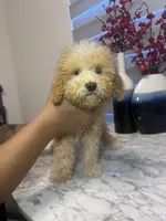 AKC-Millie, a female Poodle - Toy  for sale in Miami, FL – 2 of 10