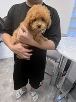 AKC-Mochi, a male Poodle - Toy  for sale in Miami, FL – 8 of 8