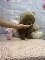 AKC-Latte, a male Poodle - Toy  for sale in Miami, FL – 6 of 10