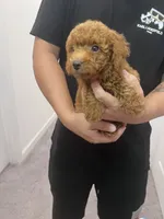 AKC-Milo, a male Poodle - Toy  for sale in Miami, FL – 5 of 7