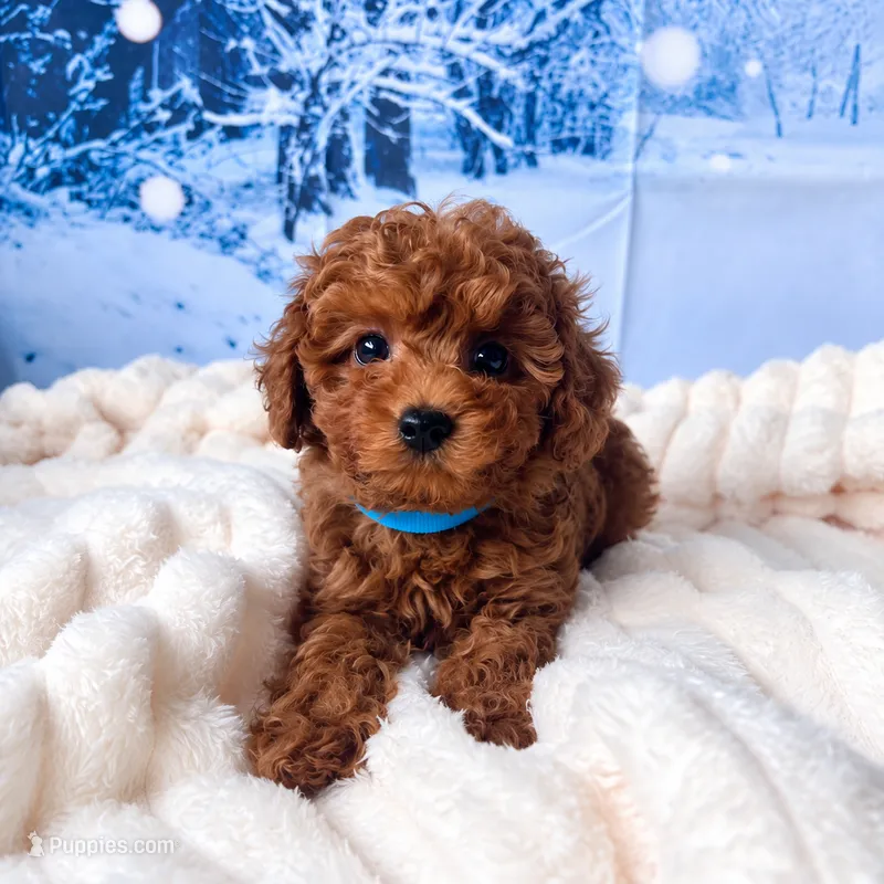 AKC-Zoey – Poodle - Toy  puppy for sale in Miami, FL