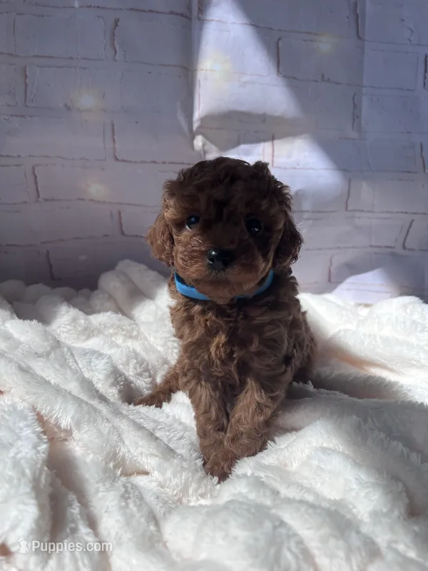 AKC-Zoey – Poodle - Toy  puppy for sale in Miami, FL
