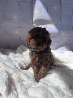 AKC-Zoey, a female Poodle - Toy  for sale in Miami, FL – 1 of 8