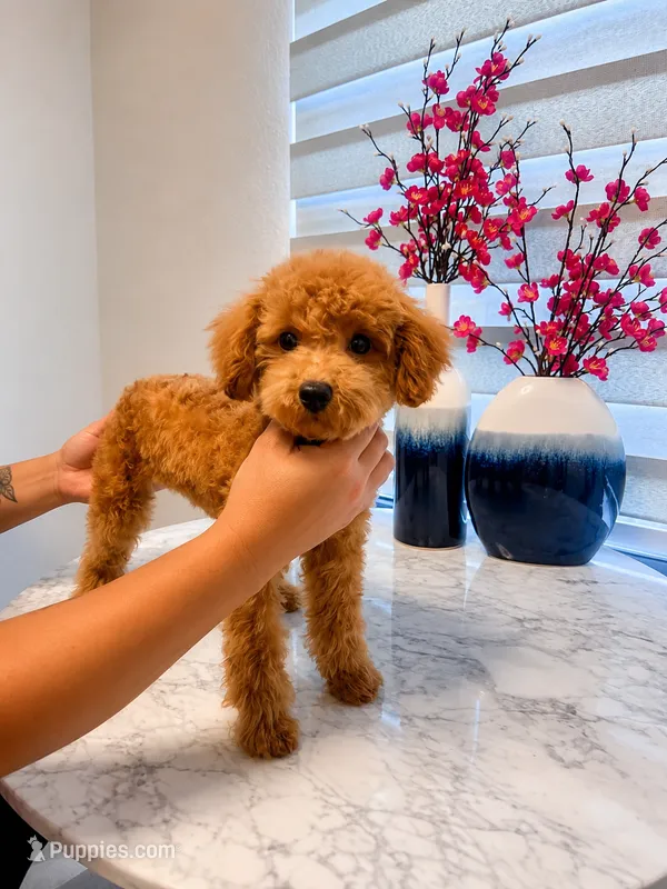 AKC-Mochi – Poodle - Toy  puppy for sale in Miami, FL