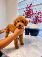 AKC-Mochi, a male Poodle - Toy  for sale in Miami, FL – 1 of 8