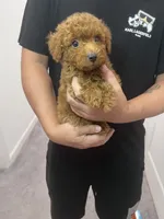 AKC-Milo, a male Poodle - Toy  for sale in Miami, FL – 2 of 7