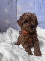 AKC-Teemo, a female Poodle - Toy  for sale in Miami, FL – 5 of 10