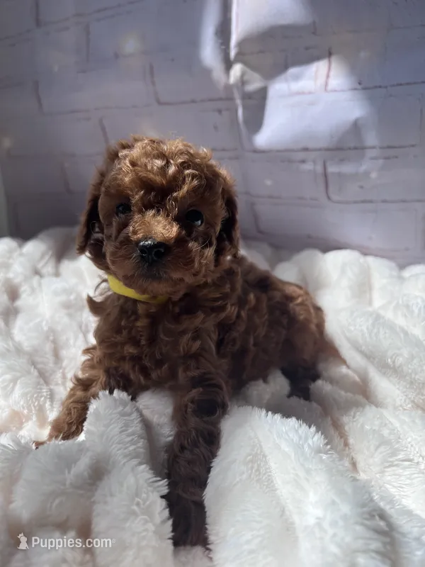 AKC-Lumi – Poodle - Toy  puppy for sale in Miami, FL