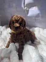 AKC-Lumi, a female Poodle - Toy  for sale in Miami, FL – 1 of 8