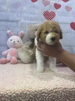 AKC-Marble, a male Poodle - Toy  for sale in Miami, FL – 9 of 9