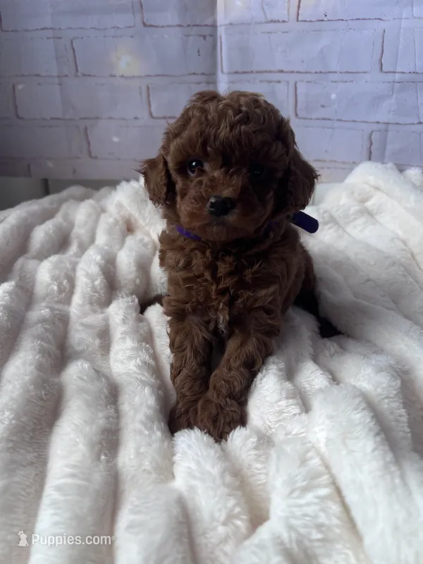 AKC-Yumi – Poodle - Toy  puppy for sale in Miami, FL