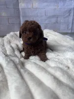 AKC-Yumi, a female Poodle - Toy  for sale in Miami, FL – 6 of 10