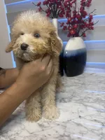 AKC-Millie, a female Poodle - Toy  for sale in Miami, FL – 4 of 10
