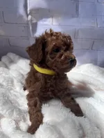 AKC-Lumi, a female Poodle - Toy  for sale in Miami, FL – 8 of 8
