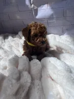 AKC-Lumi, a female Poodle - Toy  for sale in Miami, FL – 2 of 8