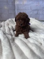 AKC-Yumi, a female Poodle - Toy  for sale in Miami, FL – 4 of 10