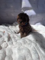 AKC-Zoey, a female Poodle - Toy  for sale in Miami, FL – 2 of 8