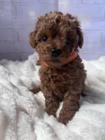 AKC-Teemo, a female Poodle - Toy  for sale in Miami, FL – 10 of 10