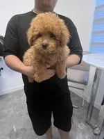 AKC-Mochi, a male Poodle - Toy  for sale in Miami, FL – 3 of 8