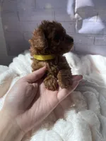 AKC-Lumi, a female Poodle - Toy  for sale in Miami, FL – 4 of 8