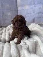 AKC-Yumi, a female Poodle - Toy  for sale in Miami, FL – 5 of 10
