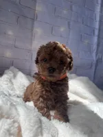 AKC-Teemo, a female Poodle - Toy  for sale in Miami, FL – 7 of 10