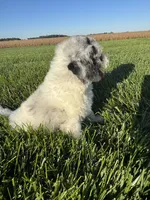 Ross, a male Miniature Bernedoodle for sale in Laura, OH – 5 of 5