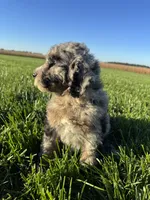 Dolly, a female Miniature Bernedoodle for sale in Laura, OH – 5 of 5