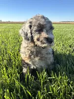 Dolly, a female Miniature Bernedoodle for sale in Laura, OH – 3 of 5