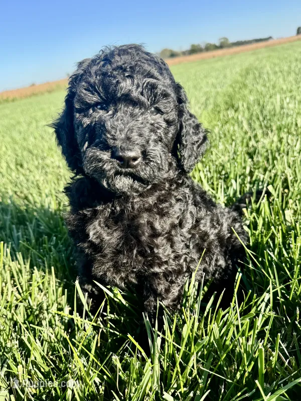 Annie – Miniature Bernedoodle puppy for sale in Laura, OH