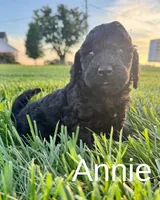 Annie, a female Miniature Bernedoodle for sale in Laura, OH – 3 of 4
