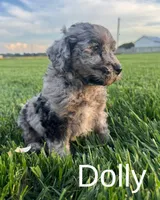 Dolly, a female Miniature Bernedoodle for sale in Laura, OH – 4 of 5