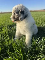 Ross, a male Miniature Bernedoodle for sale in Laura, OH – 4 of 5