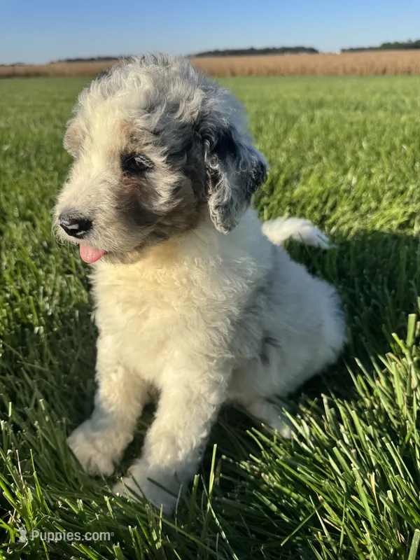 Ross – Miniature Bernedoodle puppy for sale in Laura, OH