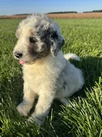 Ross, a male Miniature Bernedoodle for sale in Laura, OH – 1 of 5