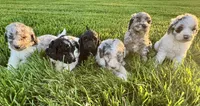 Ross, a male Miniature Bernedoodle for sale in Laura, OH – 2 of 5