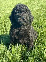 Annie, a female Miniature Bernedoodle for sale in Laura, OH – 4 of 4