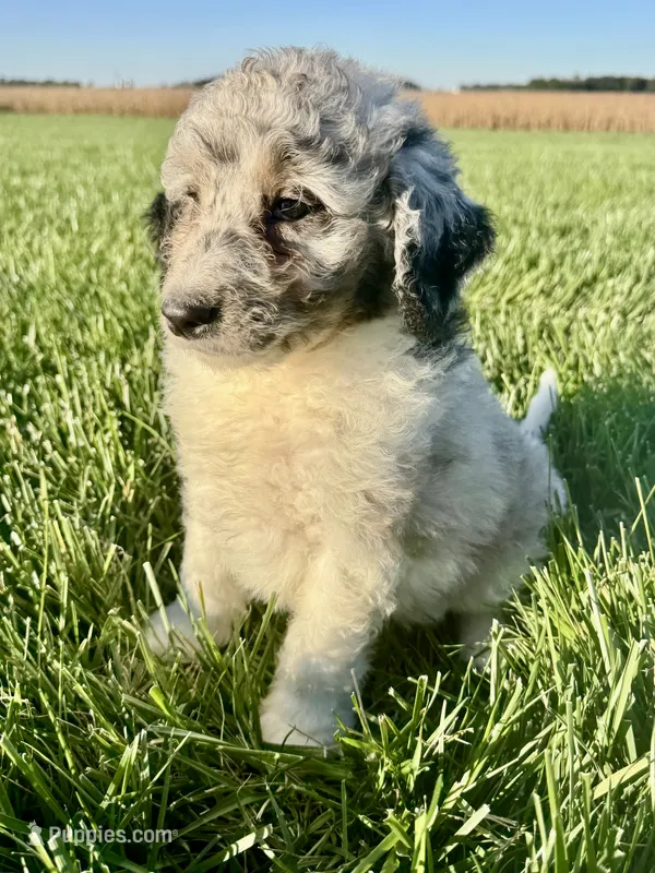Tuff – Miniature Bernedoodle puppy for sale in Laura, OH