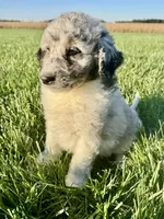 Tuff, a male Miniature Bernedoodle for sale in Laura, OH – 1 of 3