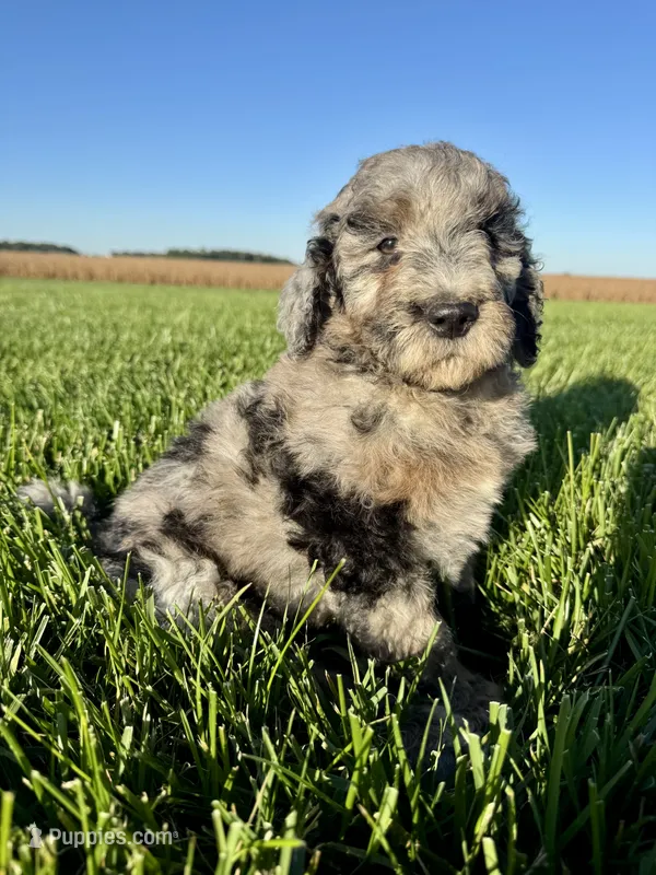 Dolly – Miniature Bernedoodle puppy for sale in Laura, OH